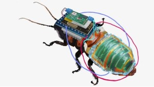Crean una cucaracha cyborg recargable con una mochila a control remoto