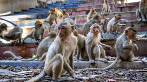 La banda de monos que aterra India volvió a atacar, la víctima fue un campesino