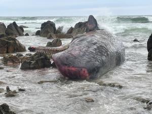 Al menos 14 ballenas muertas tras quedar varadas en Australia