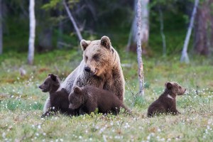 Cazador fue mutilado por osa grizzly después de sorprenderla a ella y a sus tres cachorros en Alaska