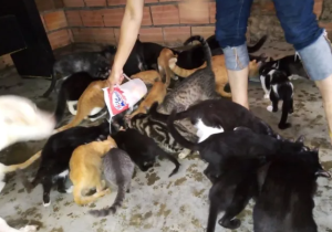 La conmovedora historia de una venezolana que cuida a más de 100 gatos en un barrio de Táchira