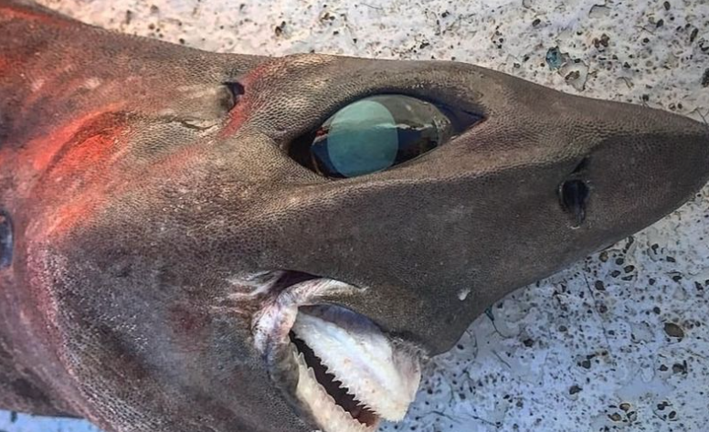 Desconcierto tras la aparición del tiburón MÁS EXTRAÑO del mundo: afirman es un Ovni (Fotos)