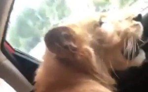 VIRAL: Pasea a un león africano que asoma la cabeza por la ventana de su camioneta (VIDEO)