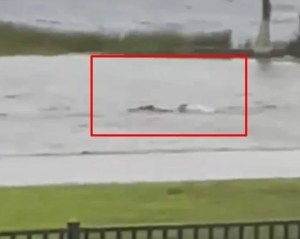 El increíble VIDEO de un tiburón nadando en las calles de Fort Myers, tras el devastador paso del huracán Ian