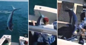 El aterrador momento en que un tiburón salta del agua a dentro de un barco (Video)
