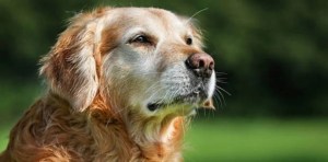 Cómo ven los perros el mundo: Un estudio científico en EEUU revela un hallazgo inédito