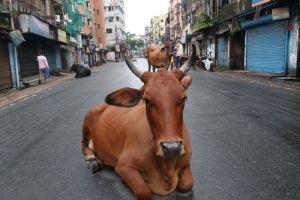 Muerte de miles de vacas por un brote de dermatosis agita las calles en India