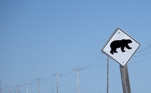 Escándalo en EEUU por intento de fraude en concurso sobre el oso más gordo en Alaska