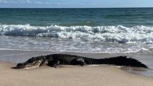 Emergió del mar y aterrorizó a los turistas: El enorme caimán que causó pánico en Florida