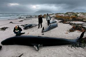 Unas 240 ballenas mueren tras segundo varamiento en remota zona de Nueva Zelanda