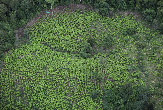 EEUU se mostró “muy preocupado” por el aumento de los cultivos de coca en Colombia