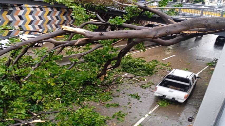 Restablecieron el paso en la avenida Libertador tras la caída de un árbol este #6Oct (Video)