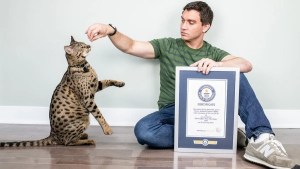 Fenrir, un gato de Míchigan reconocido como el más alto del mundo por el récord Guinness