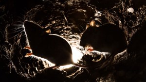 Invasores en Nueva York: Plaga de ratas causa alarma entre los residentes