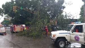 Fuertes lluvias generan la caída de un árbol sobre la vialidad en Parcelamiento don Bosco #6Oct (FOTOS)