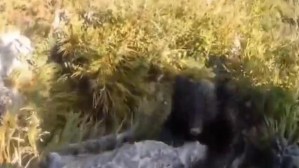 El aterrador enfrentamiento de un alpinista con un oso mientras está escalando (VIDEO)