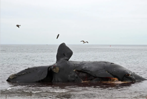 Descubren qué fue lo que mató a las 30 ballenas encontradas en el Golfo Nuevo