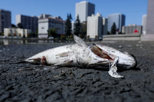 Temen tragedia ambiental en Miami: más de mil peces muertos en la bahía de Biscayne