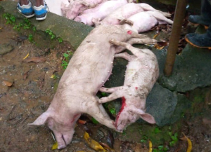 Imágenes sensibles: Relámpago mató al instante a 13 cerdos en una cochinera de Galipán