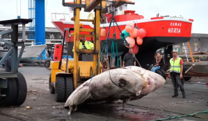 Hallaron un pez de casi tres mil kilos, el más grande conocido hasta el momento (fotos)
