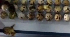VIDEO: Huevos de codorniz se rompen en un supermercado y la sorpresa es total
