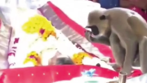 En VIDEO: mono se subió al ataúd para despedirse de su dueño de la forma más emotiva