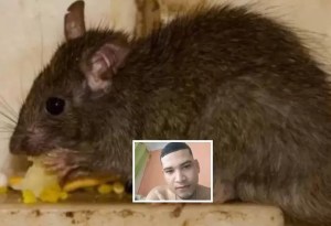 La mordida de una rata acabó con su vida