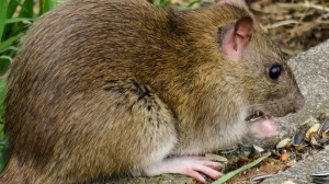 Pareja de ancianos encontró en su jardín a “Ratzilla”, una rata con tamaño de perro (FOTO)