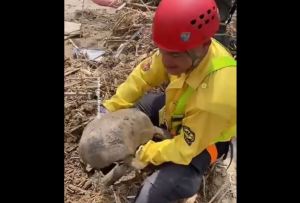 Cada vida cuenta: rescataron a un morrocoy atrapado bajo escombros en Las Tejerías (Video)