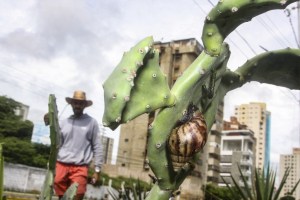 Alerta en Venezuela por peste de caracoles gigantes africanos, peligrosos para los humanos