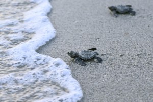 Chame, la playa de Panamá entre la conservación y el tráfico de tortugas (fotos)
