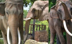 Murió Dalip a sus 56 años, el elefante asiático más longevo de EEUU
