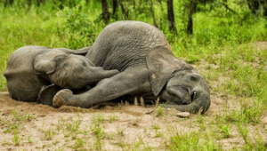 La insólita historia de 24 elefantes que se emborracharon en la India