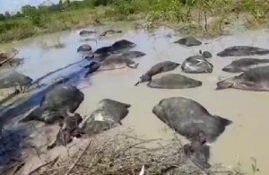 FOTO SENSIBLE: Rayo fulminó a más de 40 búfalos en una hacienda de Mérida 