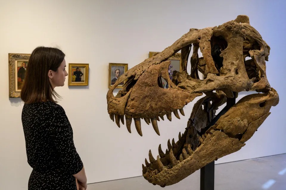 Subastarán en Nueva York el enorme cráneo de un T-Rex desenterrado en Dakota del Sur