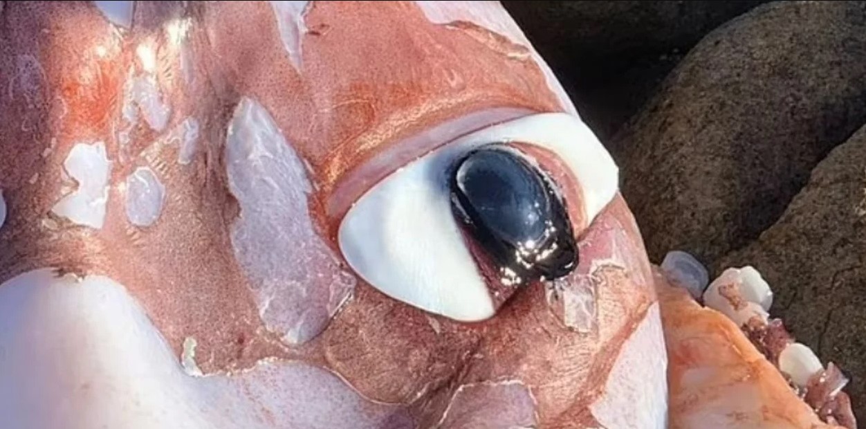 EN FOTOS: iba por la playa y halló una criatura gigante con un ojo de 27 centímetros