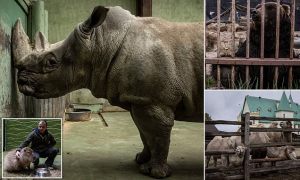 Tropas rusas hacen lo impensado: Comieron ANIMALES de zoológicos ucranianos… FOTOS muestran a las criaturas traumadas