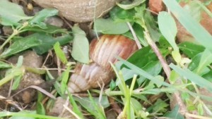 Alert! African snails invade Lara and the authorities “turn a blind eye” (Videos)
