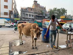Un virus amenaza en la India a las vacas, un animal sagrado para el hinduismo