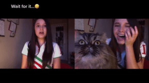 VIRAL: Gato interrumpe VIDEO de su dueña y empieza a “cantar” ópera