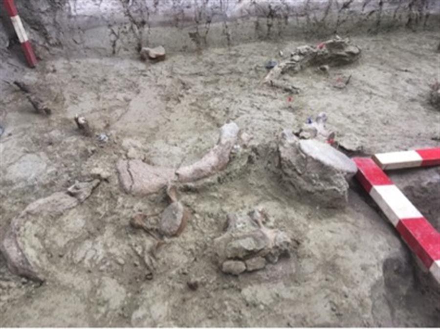 Hallan restos de elefantes de más de 12 mil años de antigüedad en Chile