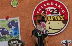 ¡Derroche de ternura! Más de 550 perritos participaron en el casting para el Calendario Dogourmet 2023