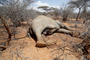Sequía en Kenia causó la muerte de más de mil animales salvajes, incluyendo 205 elefantes