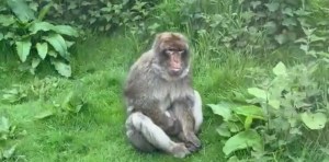 La increíble reacción de una familia al ver a un “mono cachondo” en un safari (VIDEO)
