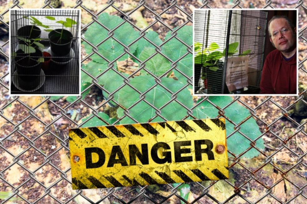 Este jardinero cultiva la planta más peligrosa del mundo, capaz de inducir al suicidio