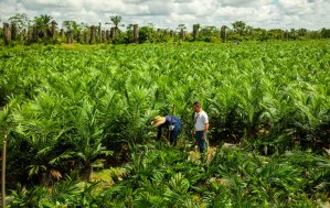 Alimentos Polar financia la renovación de cultivos a productores de palma aceitera en Monagas