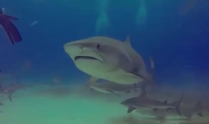 Impactante VIDEO: nadaba cerca de varios depredadores hasta que un tiburón la mordió