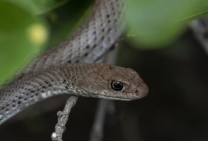 “La peor pesadilla”: una mujer encontró una serpiente venenosa de casi dos metros en su cama