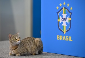 Sigue la polémica con el gato: demanda millonaria a la Federación de Brasil por maltrato animal