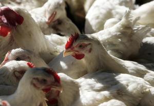 Argentina detecta nuevos casos de gripe aviar en pavos y una gallina